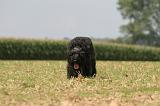 BOUVIER DES FLANDRES 383